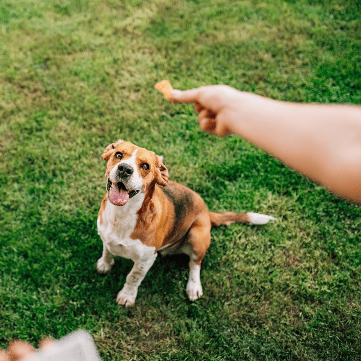 Happy dog with a stick outdoors in the park.