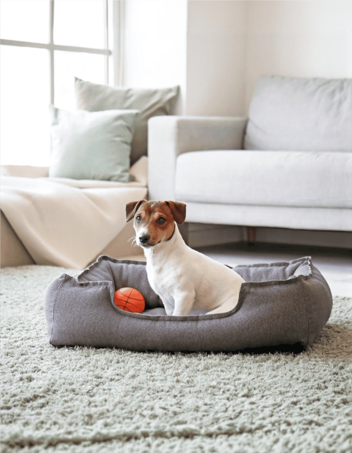 Dog sleeping in a plush gray dog bed with a ball inside, cozy and perfect for small dogs at home.