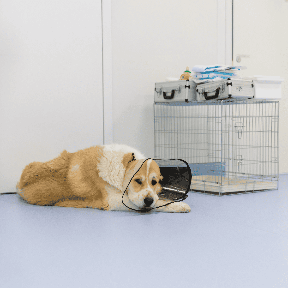 Dog lying with cone collar and crate, veterinary supplies in background, pet care essentials.