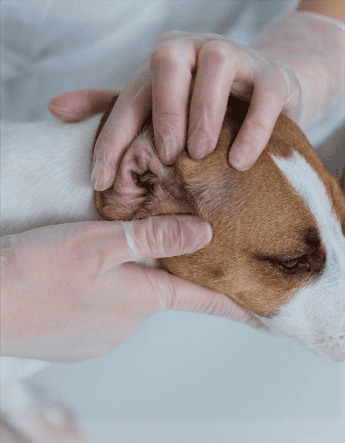 Close-up of a veterinarian checking a dog's ear for health.
