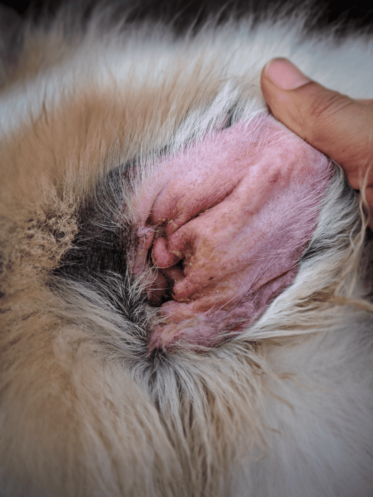 Close-up of a dog’s irritated skin and allergy signs, showing redness and inflammation.