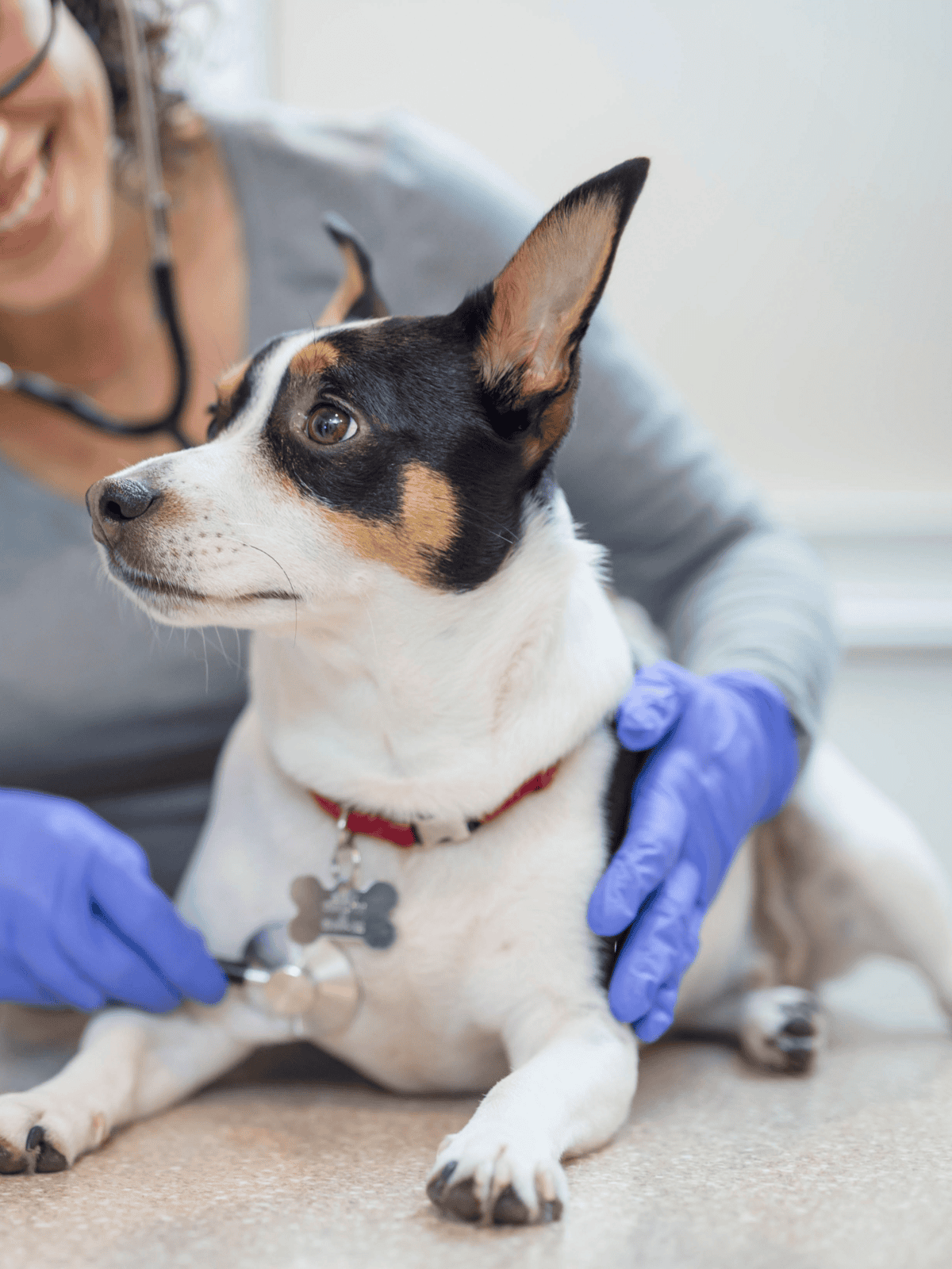 Dog at vet exam, pet health, veterinary care, dog wellness check.