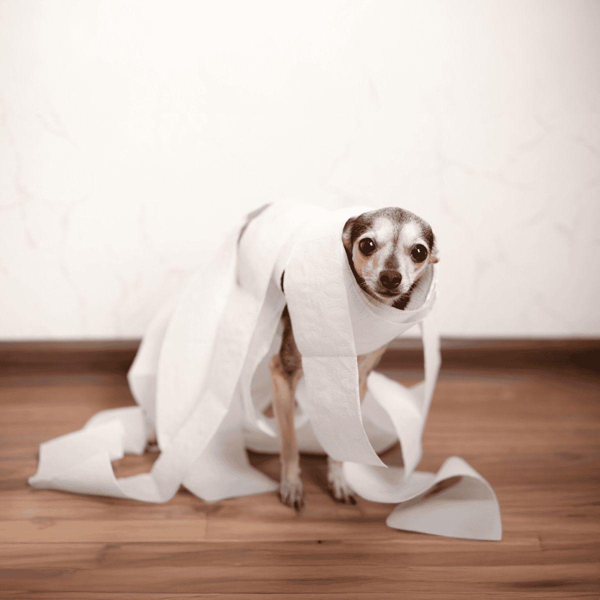 Cute dog wrapped in toilet paper for playful pet comfort and hygiene.