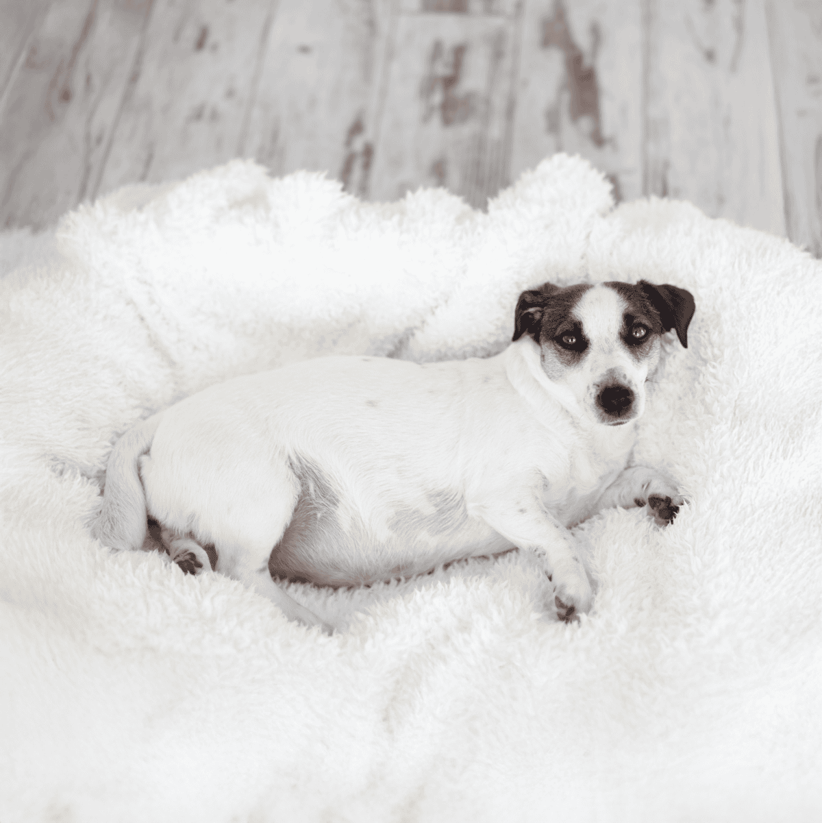 Adorable Jack Russell puppy resting on soft, plush bed bedding, perfect for pet comfort.