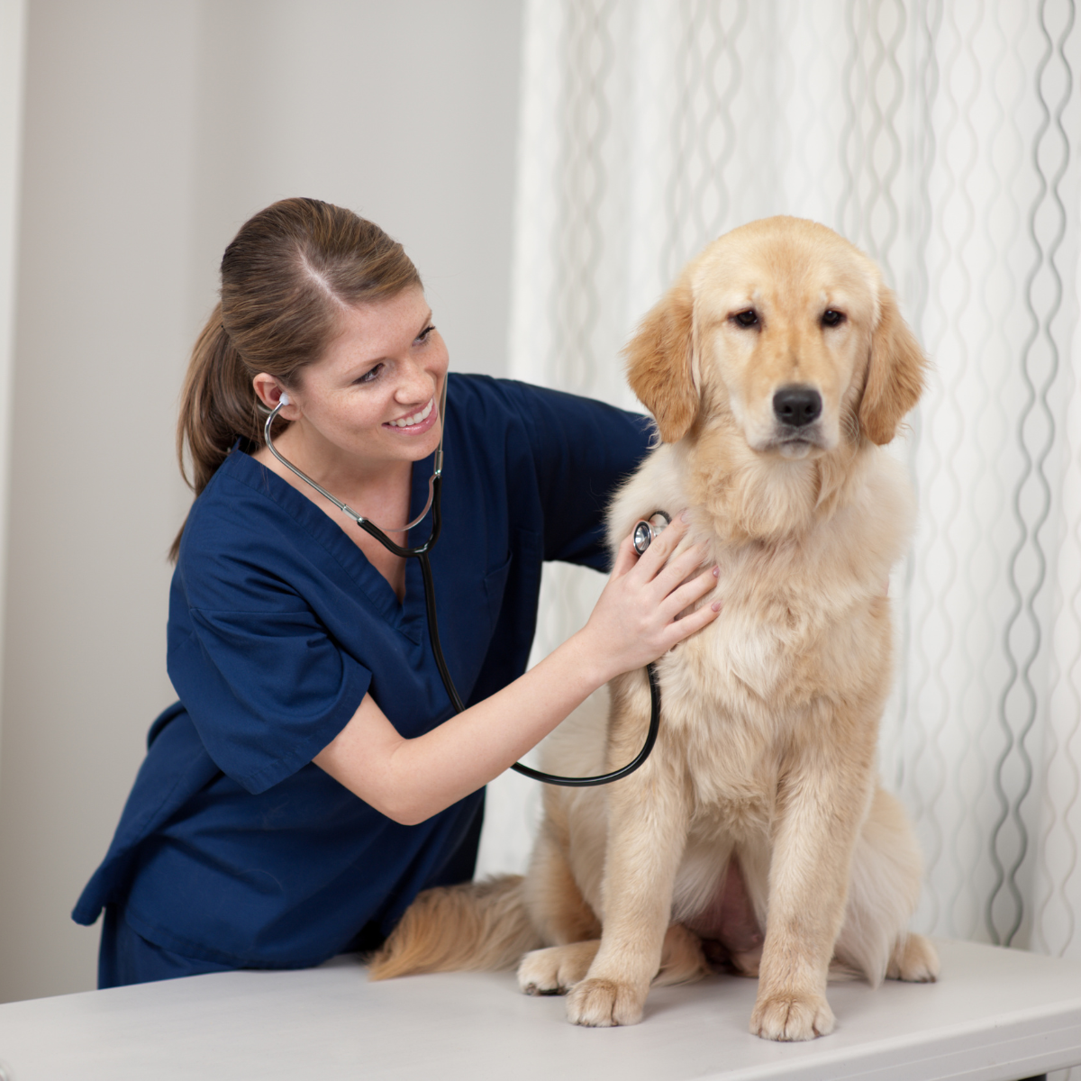Dog health examination by veterinarian using stethoscope.