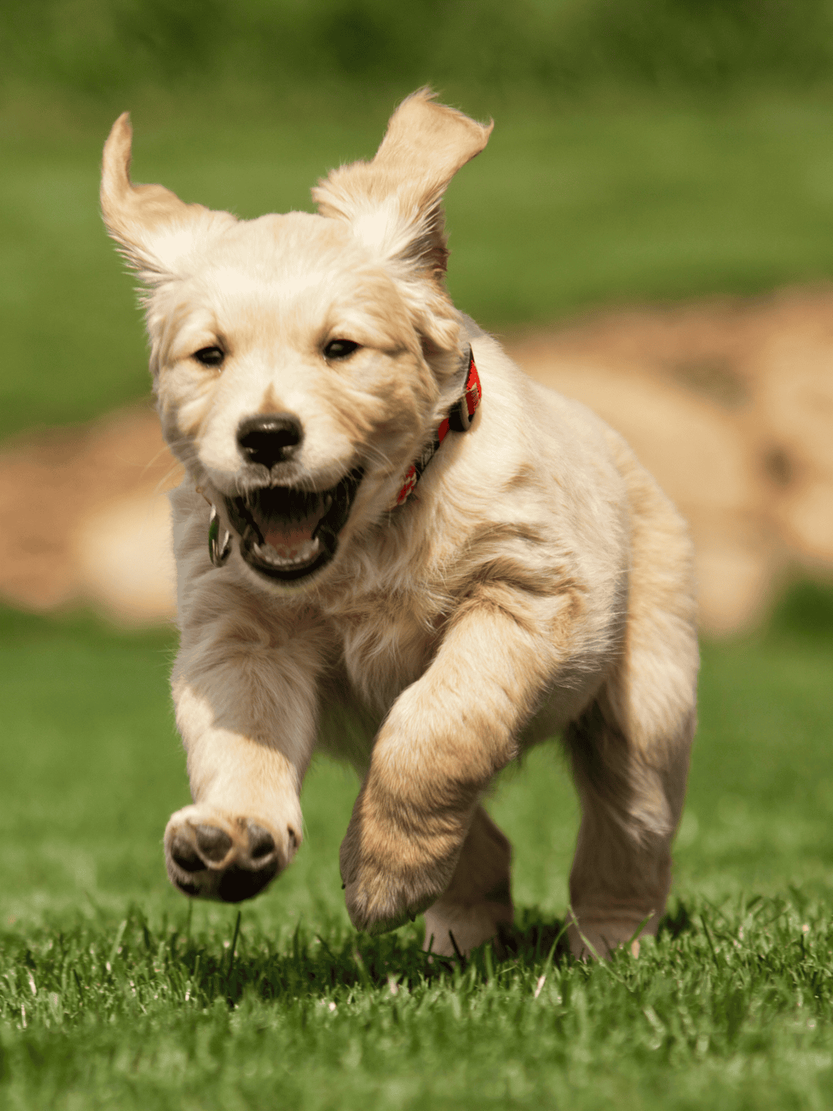 Adorable puppy running outdoors, happy golden retriever, dog playtime, energetic pet, dog care.