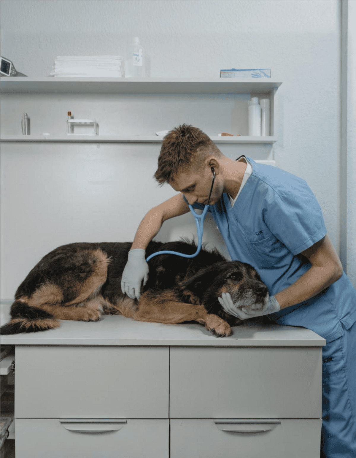 Vet examining a dog with stethoscope at veterinary clinic.