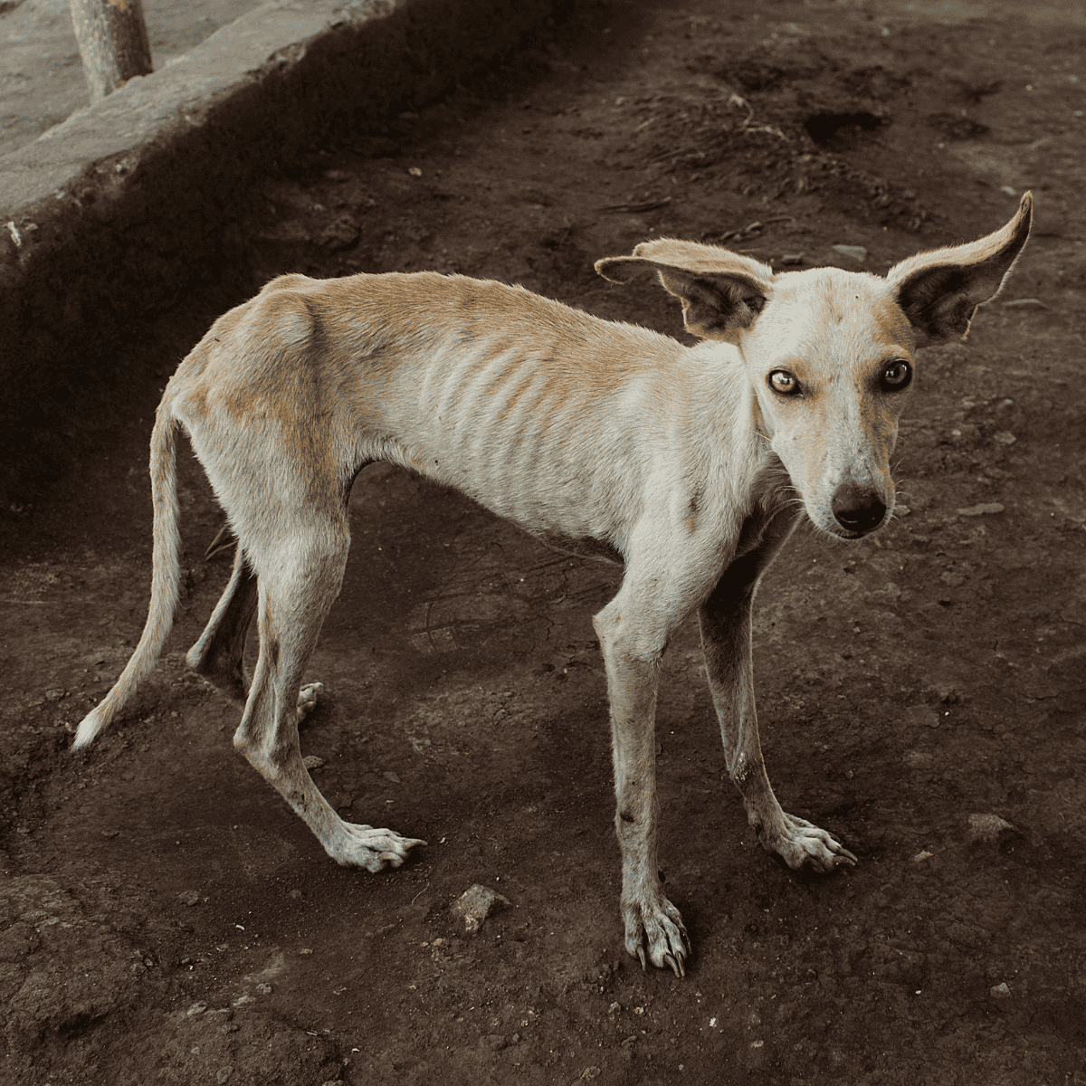 Adorable skinny dog with large ears looking at camera outdoors.