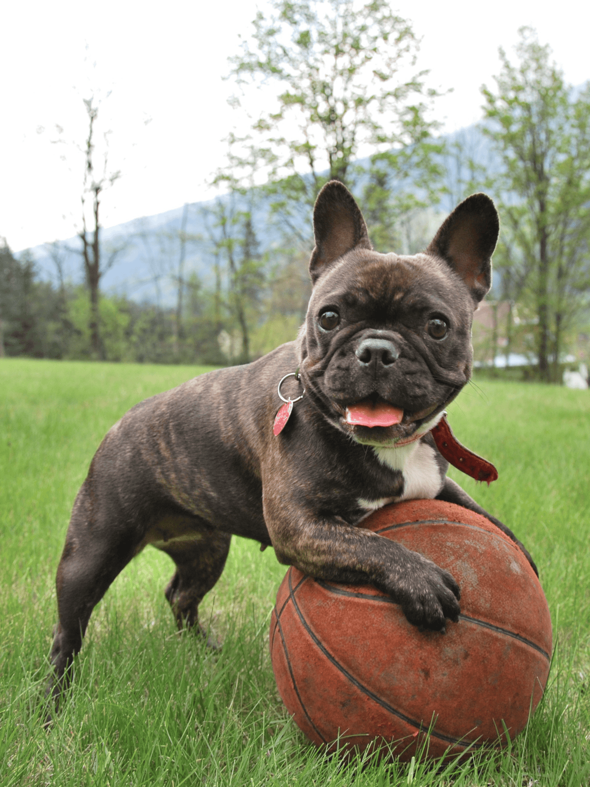 Fun outdoor scene featuring a French Bulldog playing with a basketball on lush green grass.