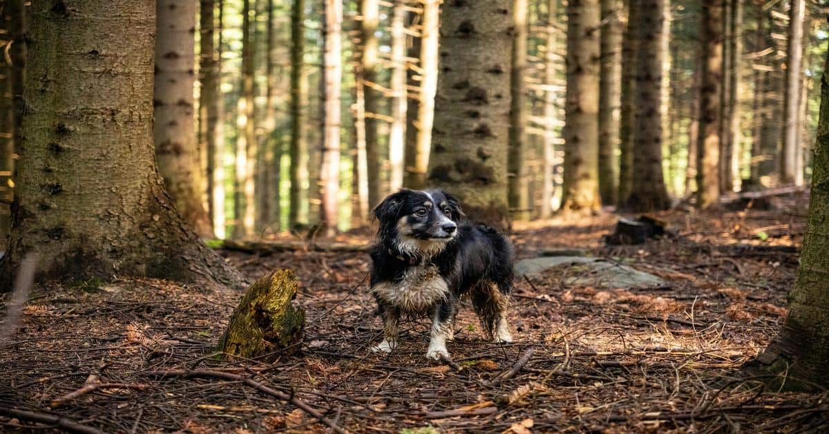 Adorable small dog exploring a forest with tall trees and natural woodland surroundings.