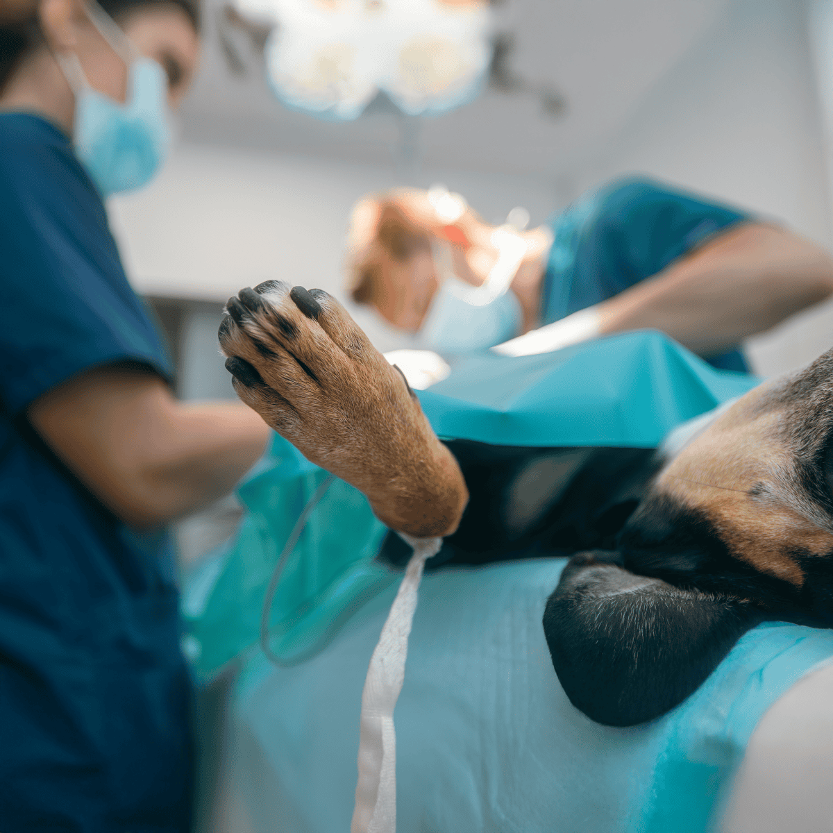 Close-up of a dog undergoing surgery, veterinary staff in scrubs and masks, focusing on the procedure.