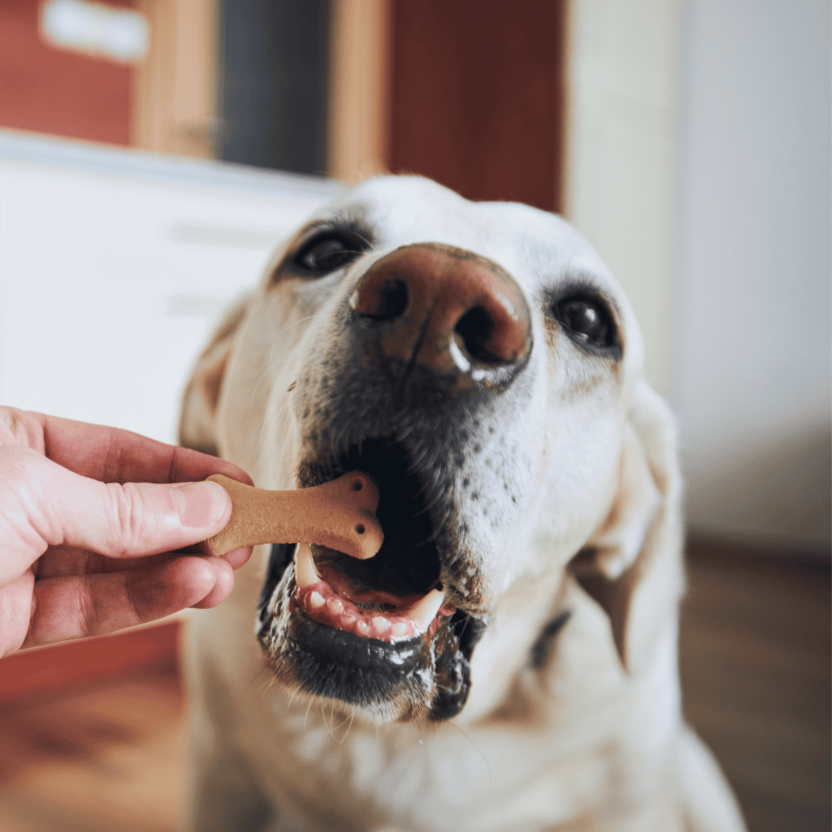 Close-up of a happy Labrador retriever receiving a treat from a person's hand.