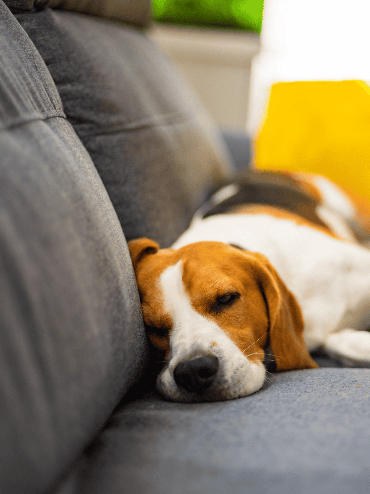 Dog sleep relaxing on gray couch, cozy pet resting, calm dog relaxing at home.