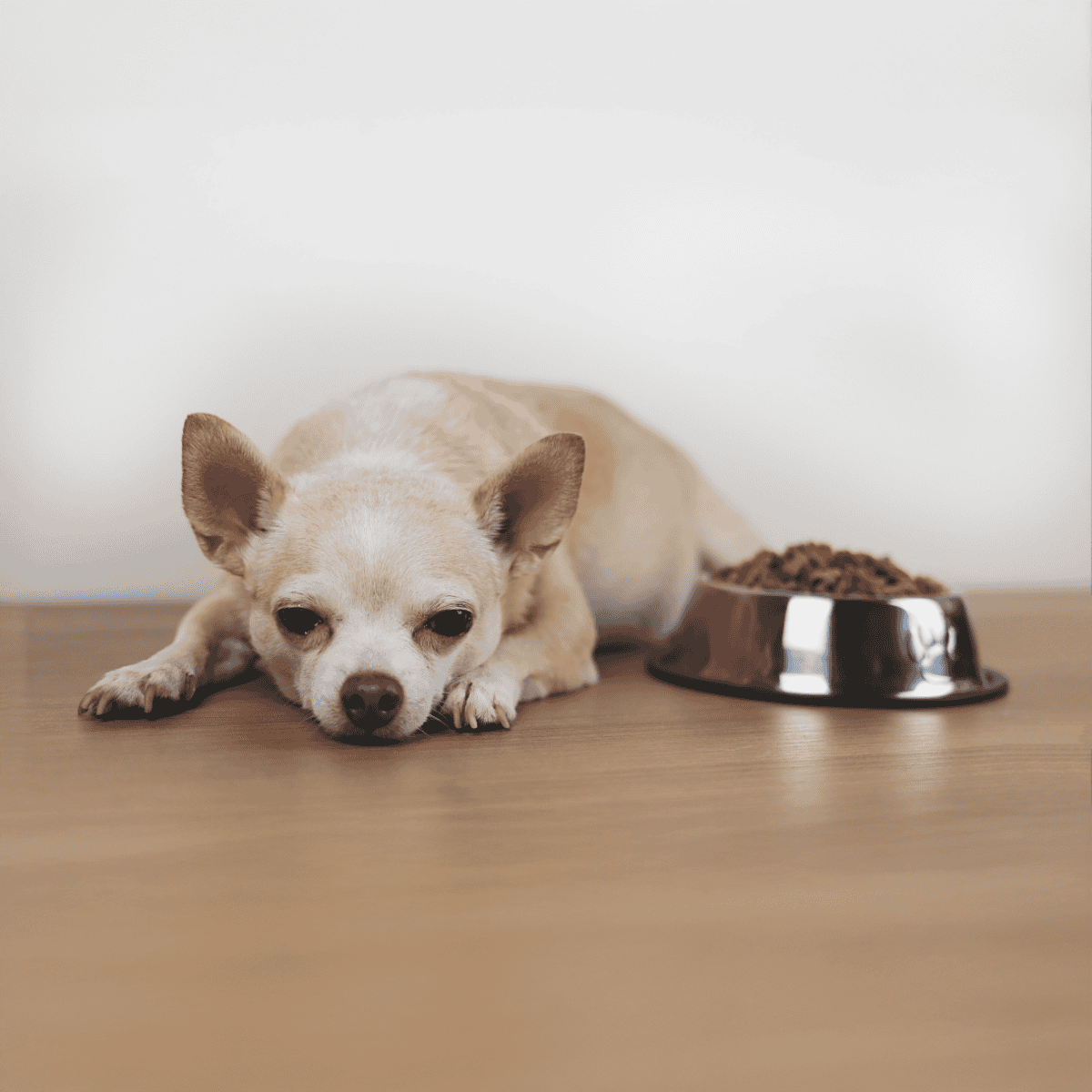 Image of a small, adorable Chihuahua resting near a bowl of dry dog food on a wooden floor.