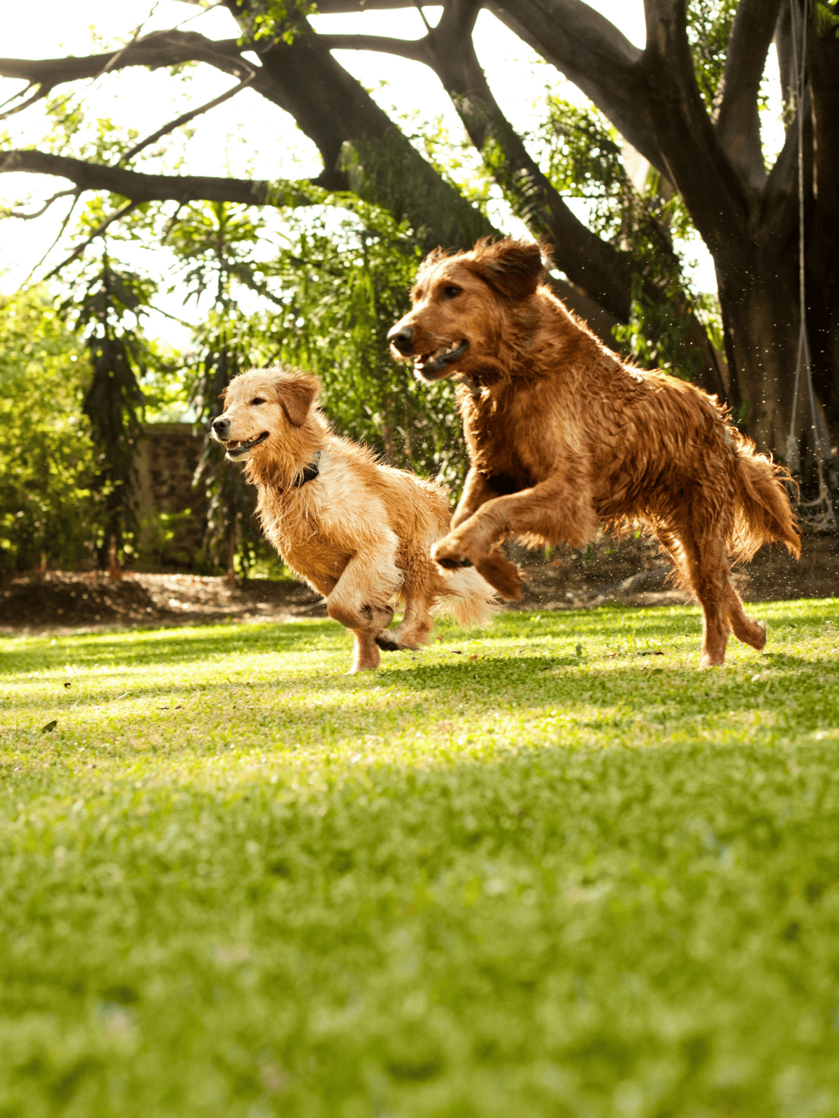 Happy dogs playing outdoors, ideal for pet care and dog training tips.