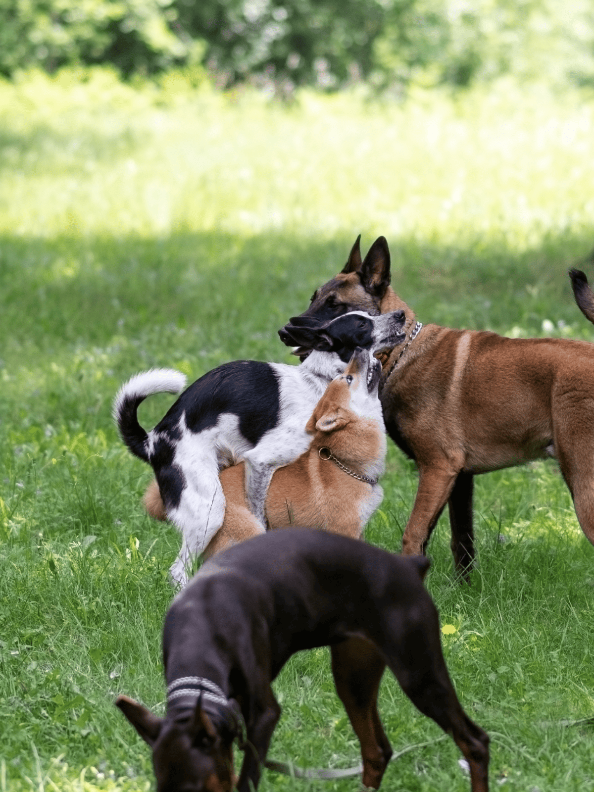 Dogfix.com - Group of playful dogs socializing outdoors, enjoying fresh air and grassy terrain.