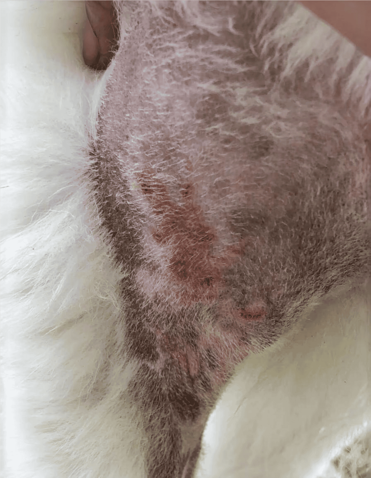 Close-up of a healing dog wound with stitches and hair loss.