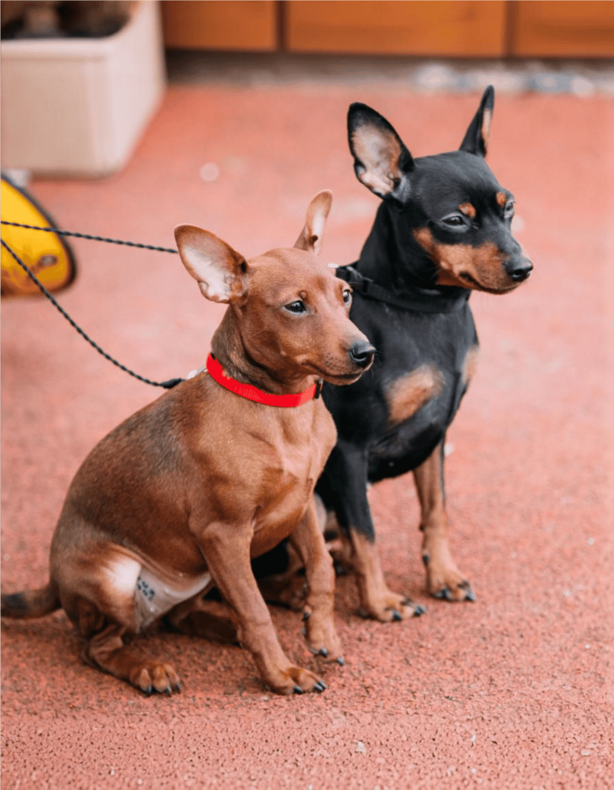 Adorable French Bulldog and Miniature Pinscher sitting together on a red outdoor surface.