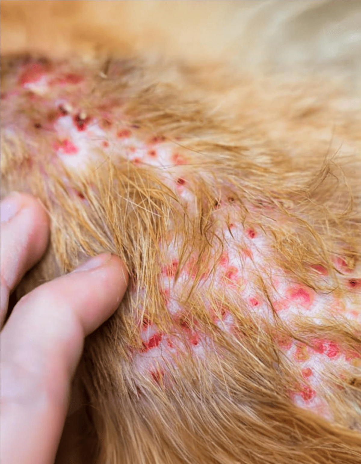 Dog skin allergy with redness and bumps on fur and skin.