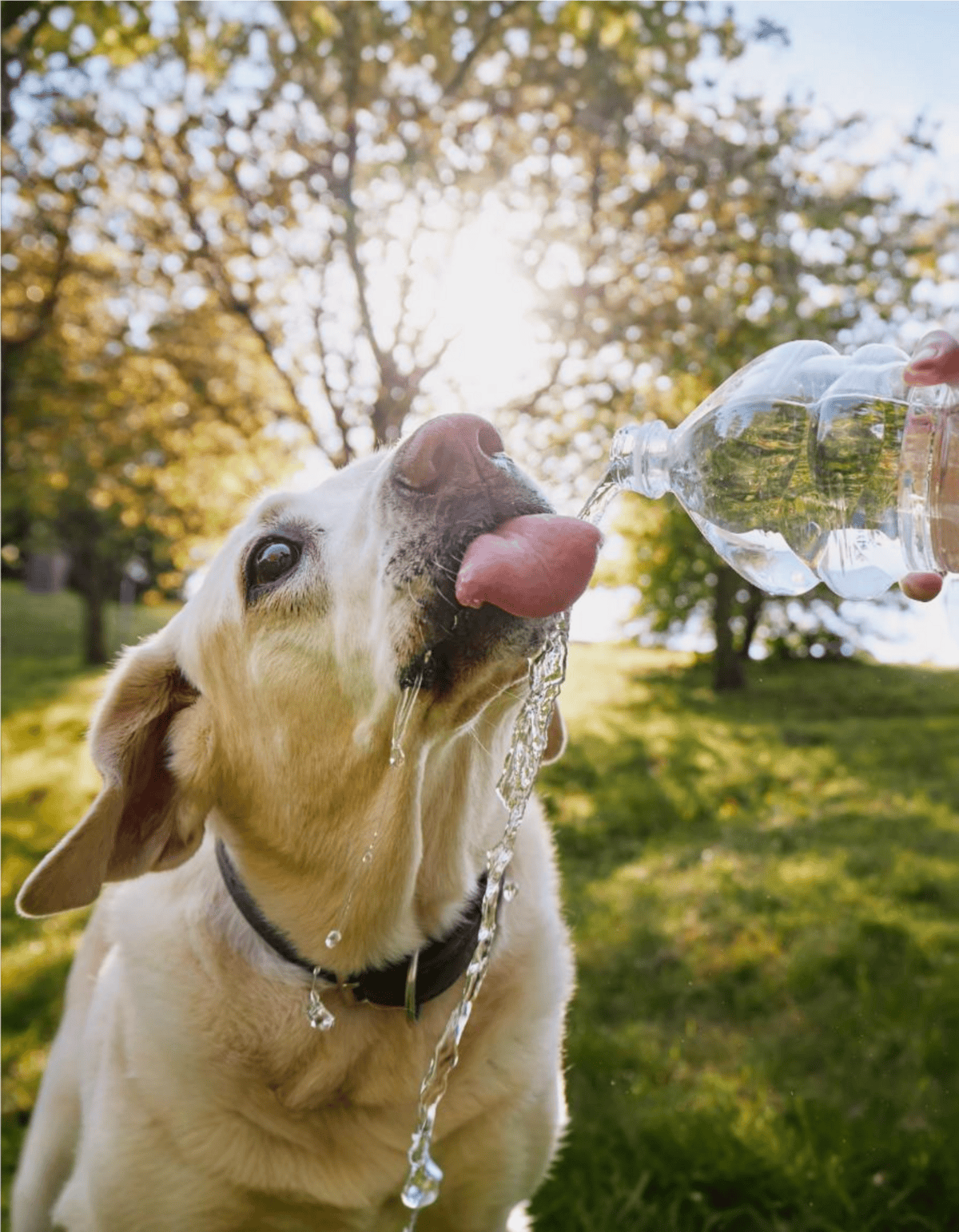 Dog drinking water from a bottle, outdoor support for pet hydration, dog health care.