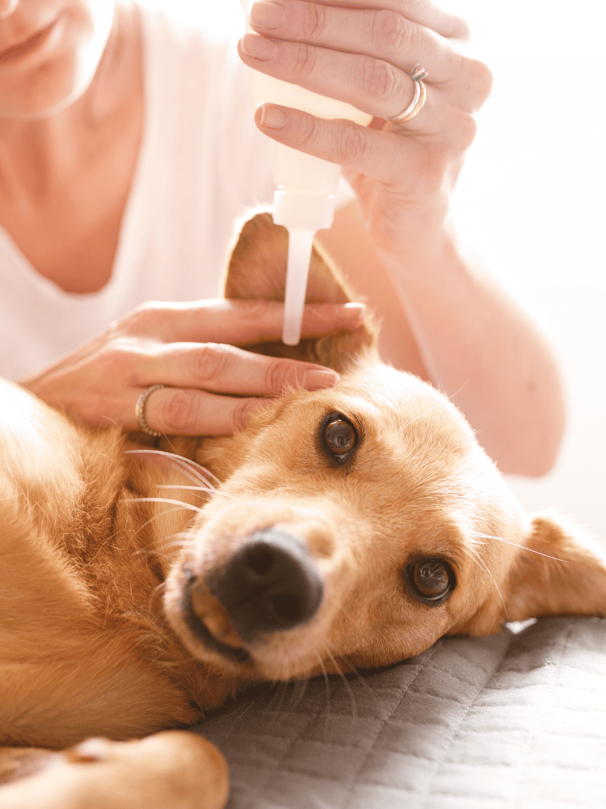 Dog vaccinations at vet clinic for pet wellness.