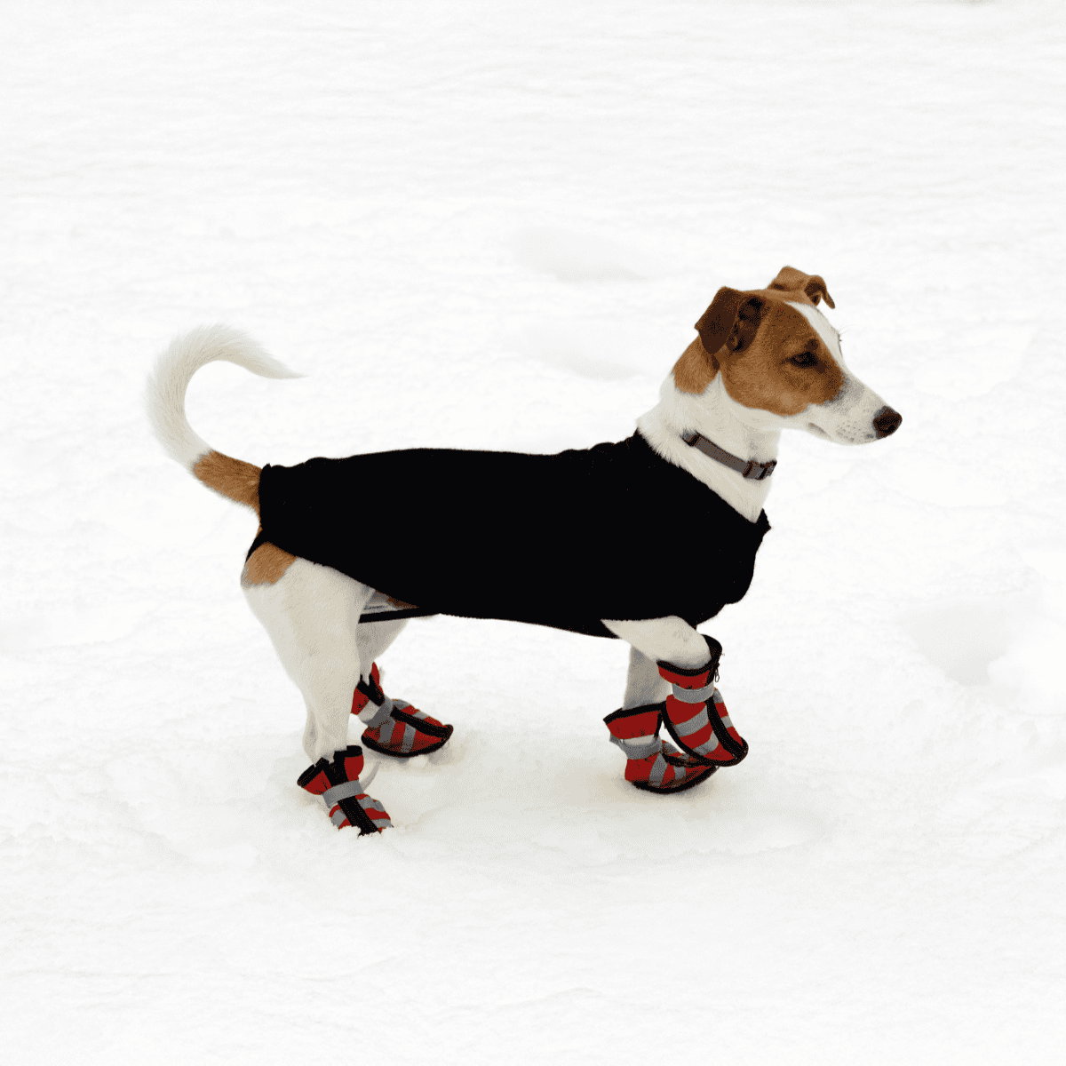 Dog wearing winter boots and sweater on snow.