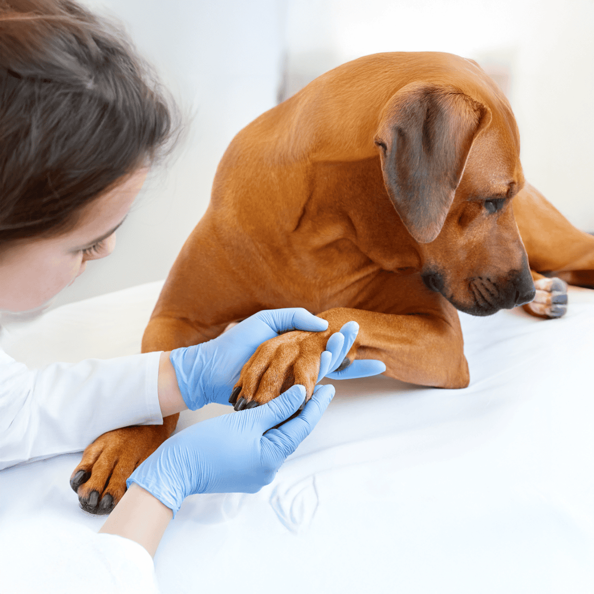 Vet examines dog paw with gloves on.
