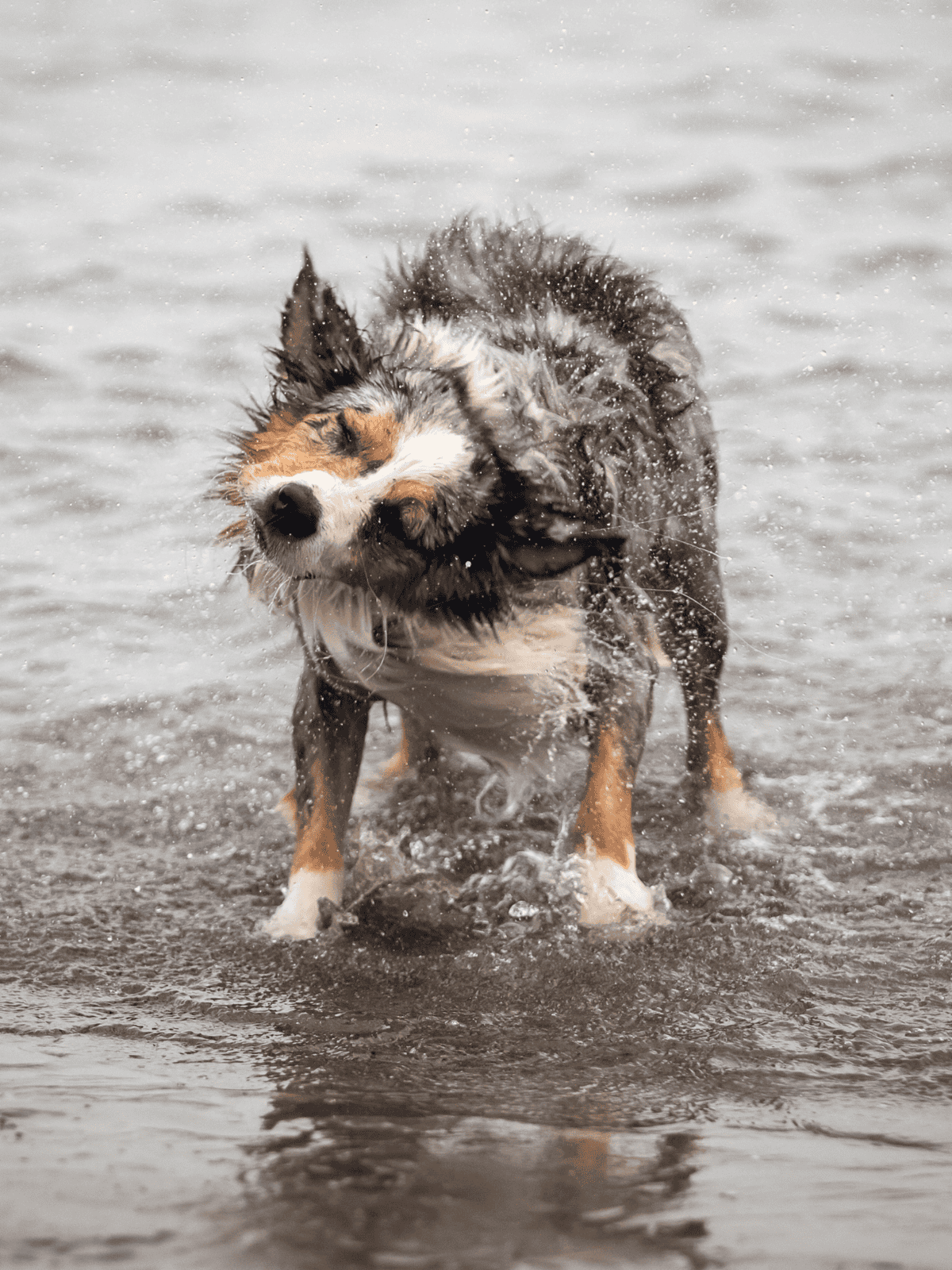 Australian Shepherd enjoying swimming in water, dog playing and splashing back and forth.