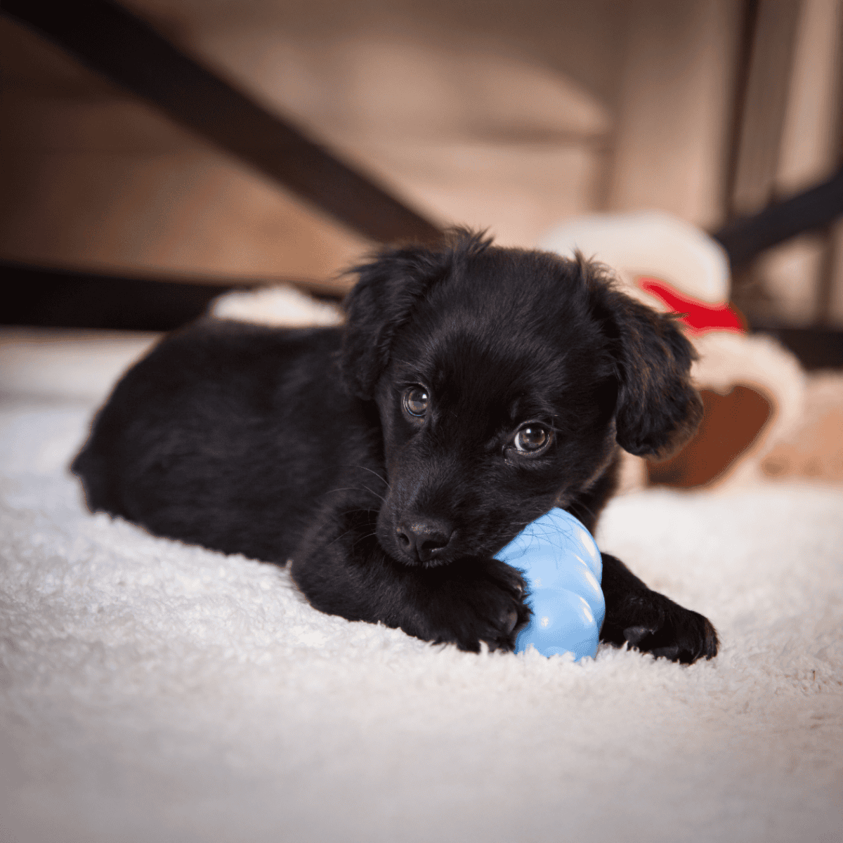 Adorable black puppy playing with a blue chew toy on plush carpet.