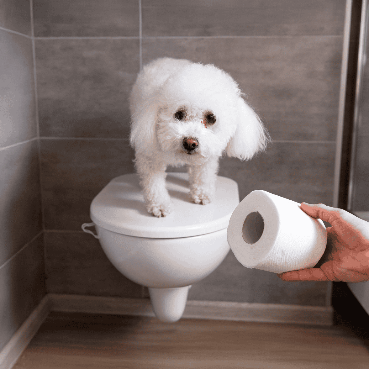 Dog sitting on a toilet with toilet paper.
