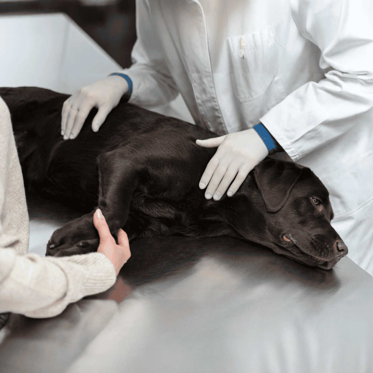 Vet examining a black Labrador during emergency pet care.
