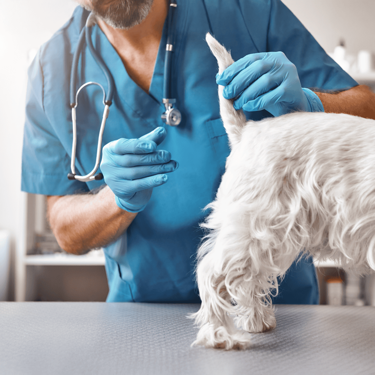Dog vaccination and health checkup at vet clinic.