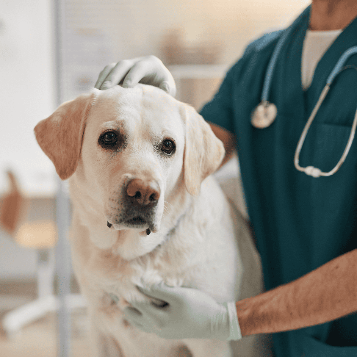 Veterinarian examining a Labrador Retriever at pet clinic.