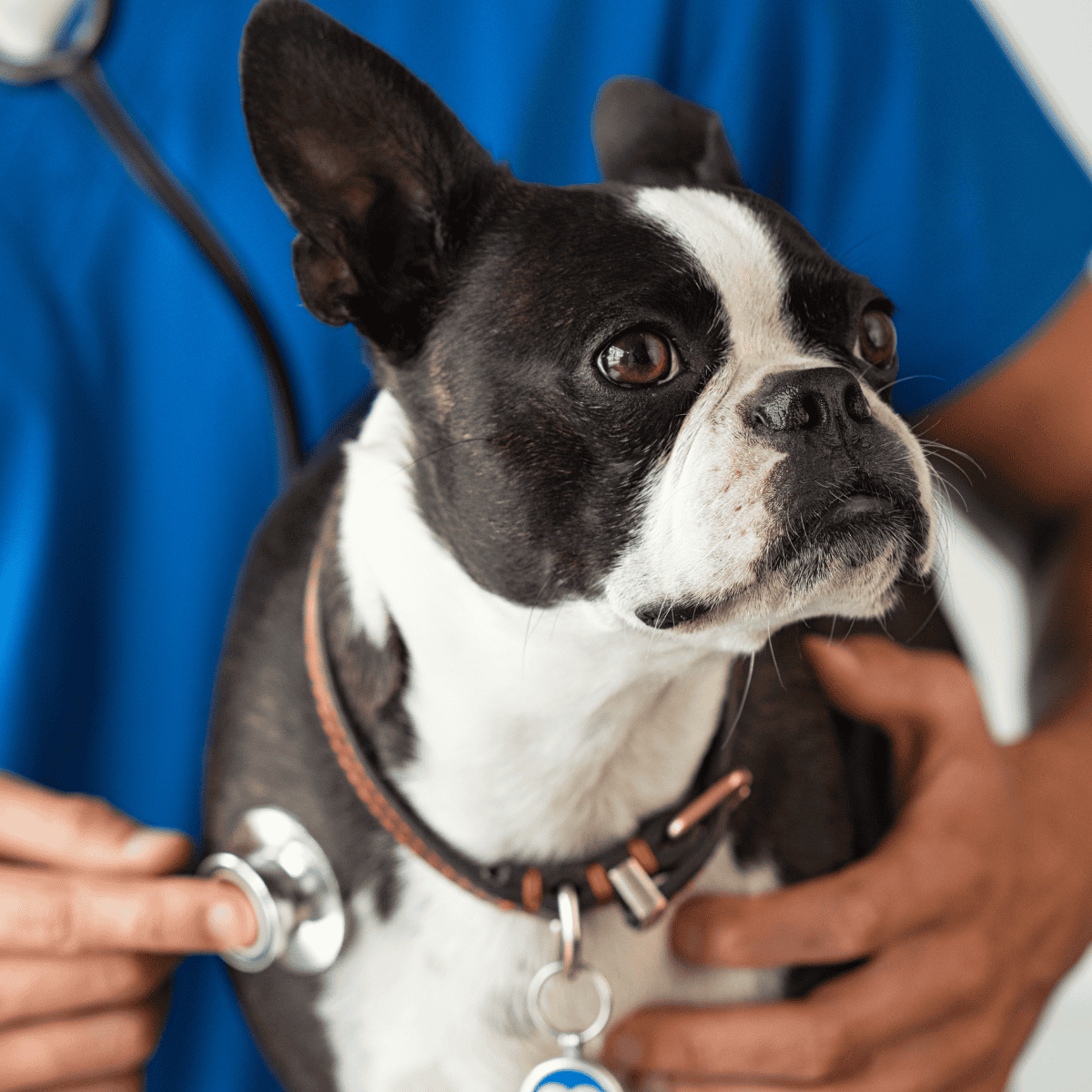 Vet examining Boston Terrier dog with stethoscope.