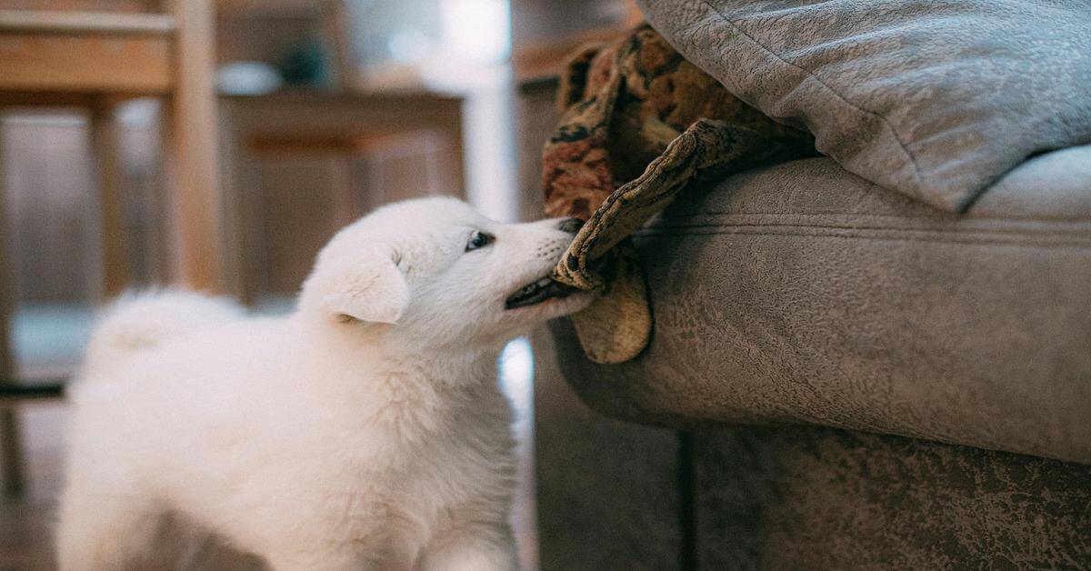 Adorable white puppy pulling on a fabric cushion, showcasing playful dog behavior.