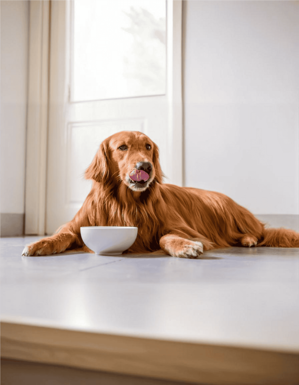 Golden retriever lying on the floor with food bowl, indoors.
