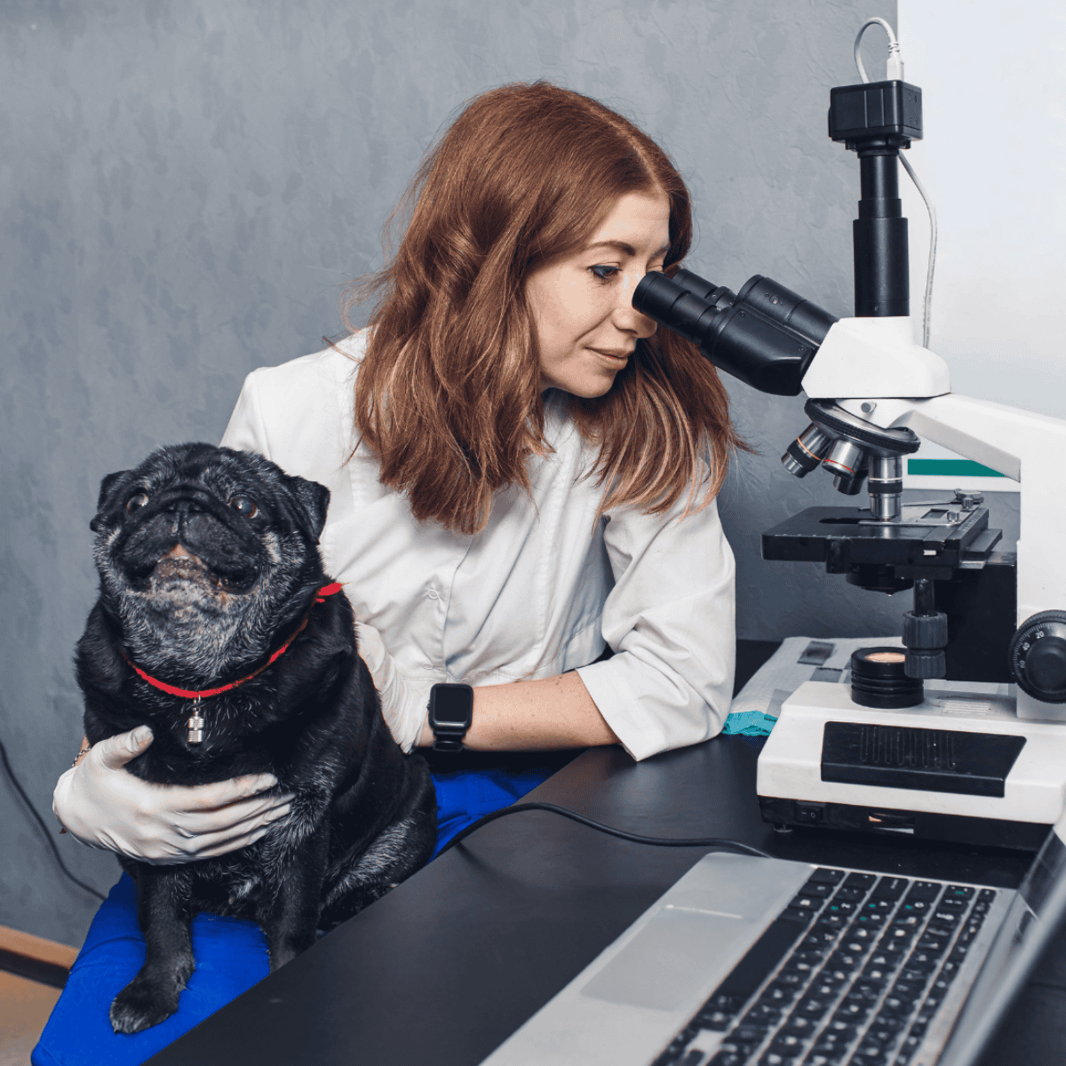 Close-up of veterinarian examining with microscope and cheerful pug dog.