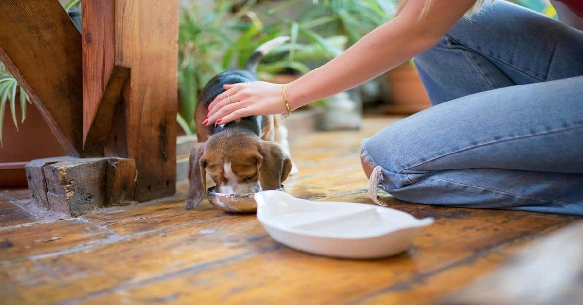 Puppy eating from bowls with owner, dog care at home, pet feeding tips, dog nutrition, pet health support.