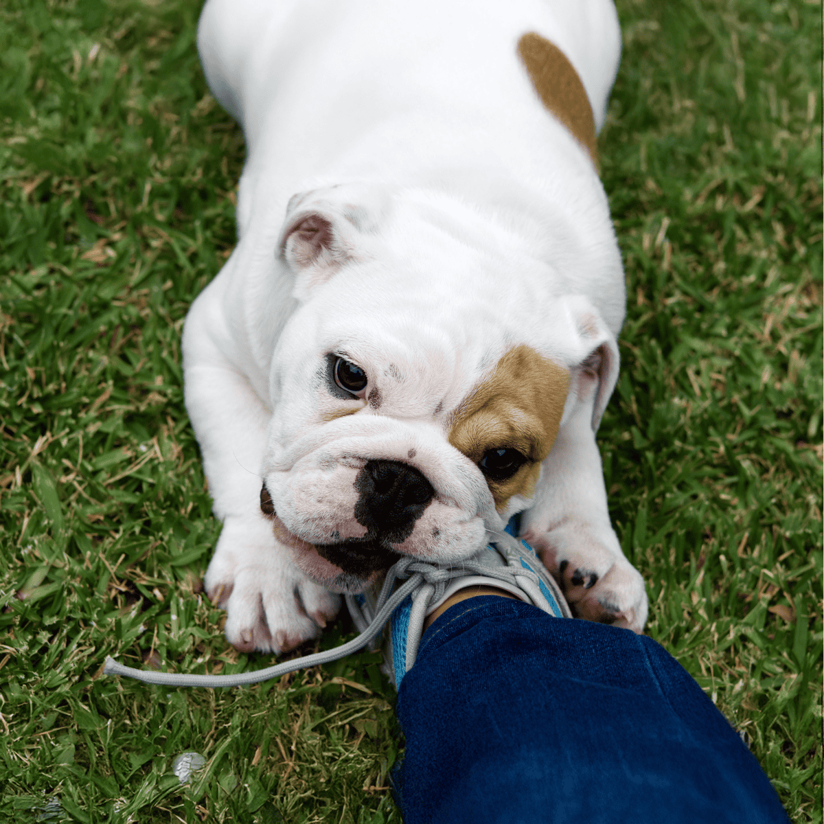 Adorable bulldog puppy playfully biting a shoe while lying on green grass. Perfect for dog lovers and pet care enthusiasts.