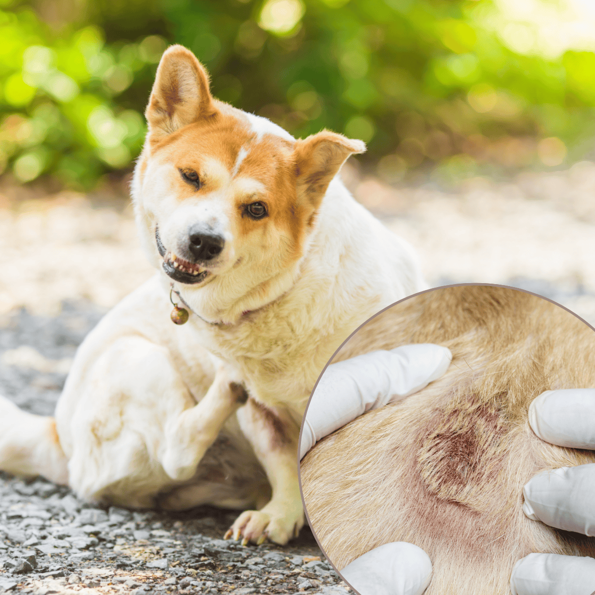 Healthy dog skin and coat.