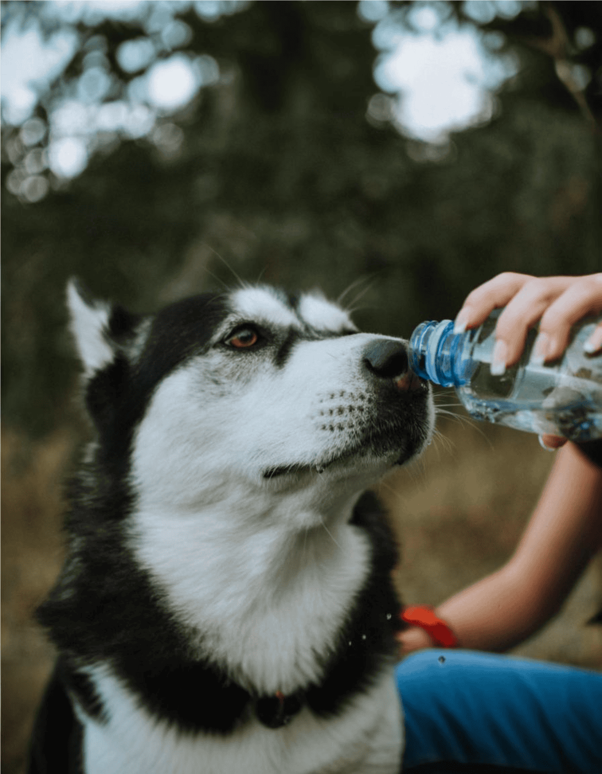 Husky drinking water outdoors.