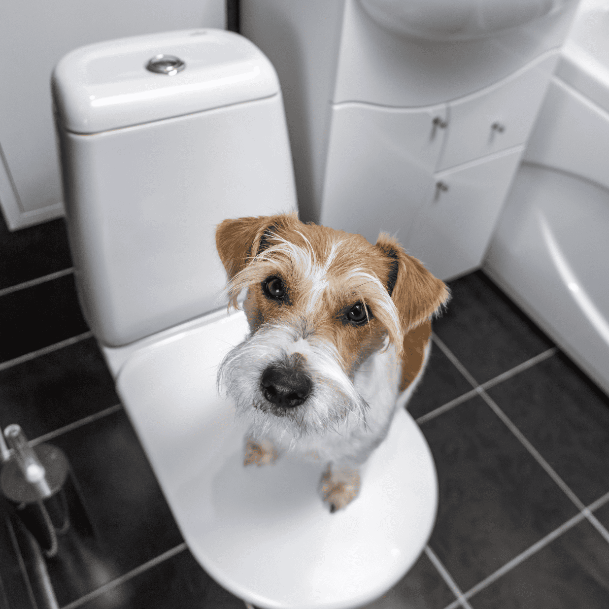 Dog sitting on toilet seat in bathroom.
