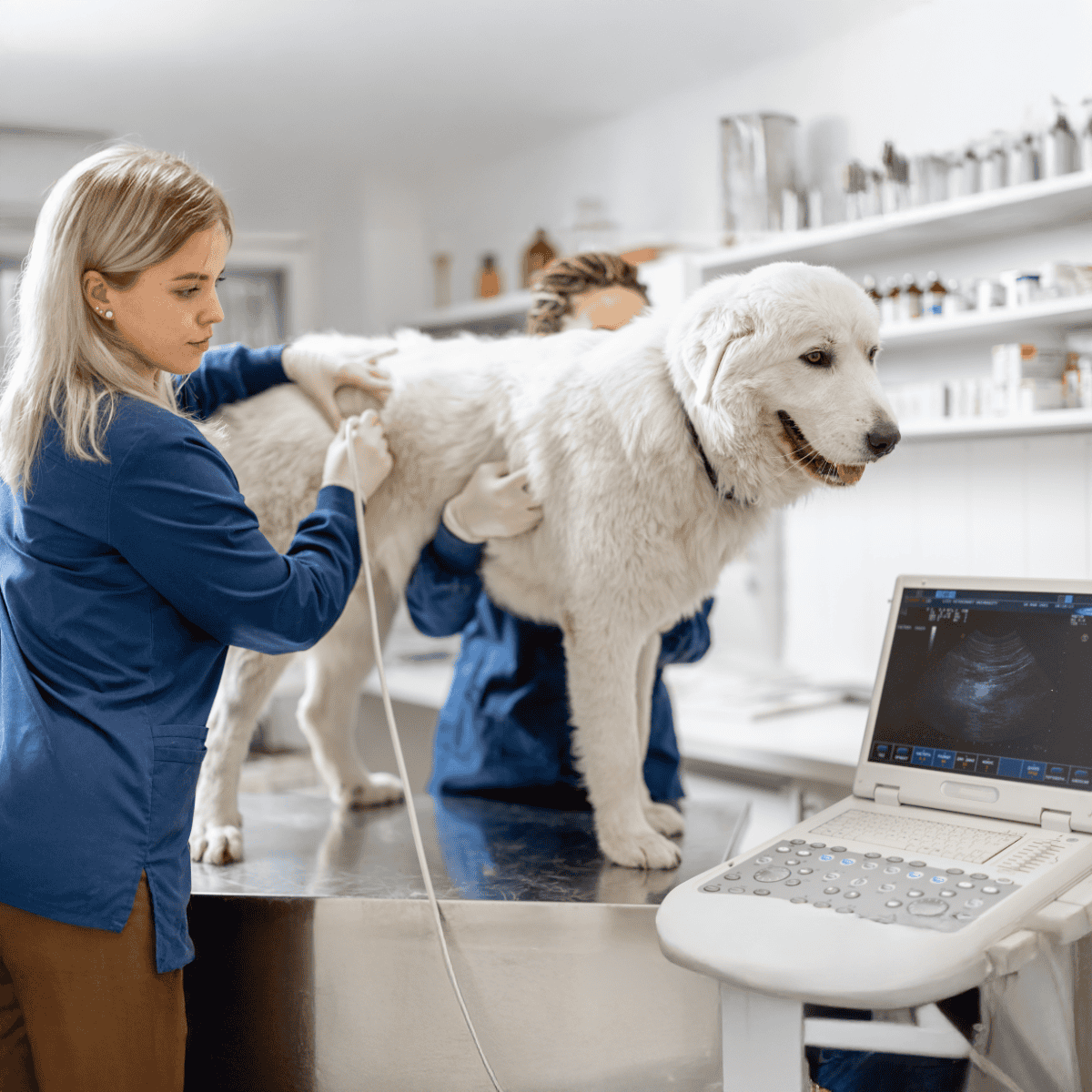 Veterinary team administering dog vaccination at a modern animal clinic.