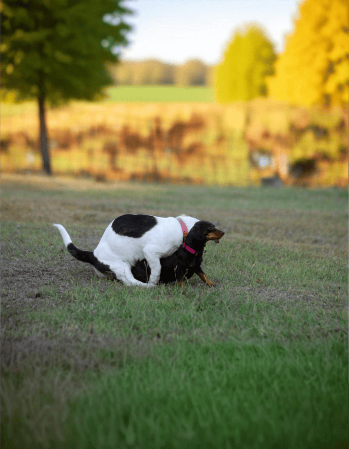 Cute dogs playing outdoors in nature for dog training and socialization.