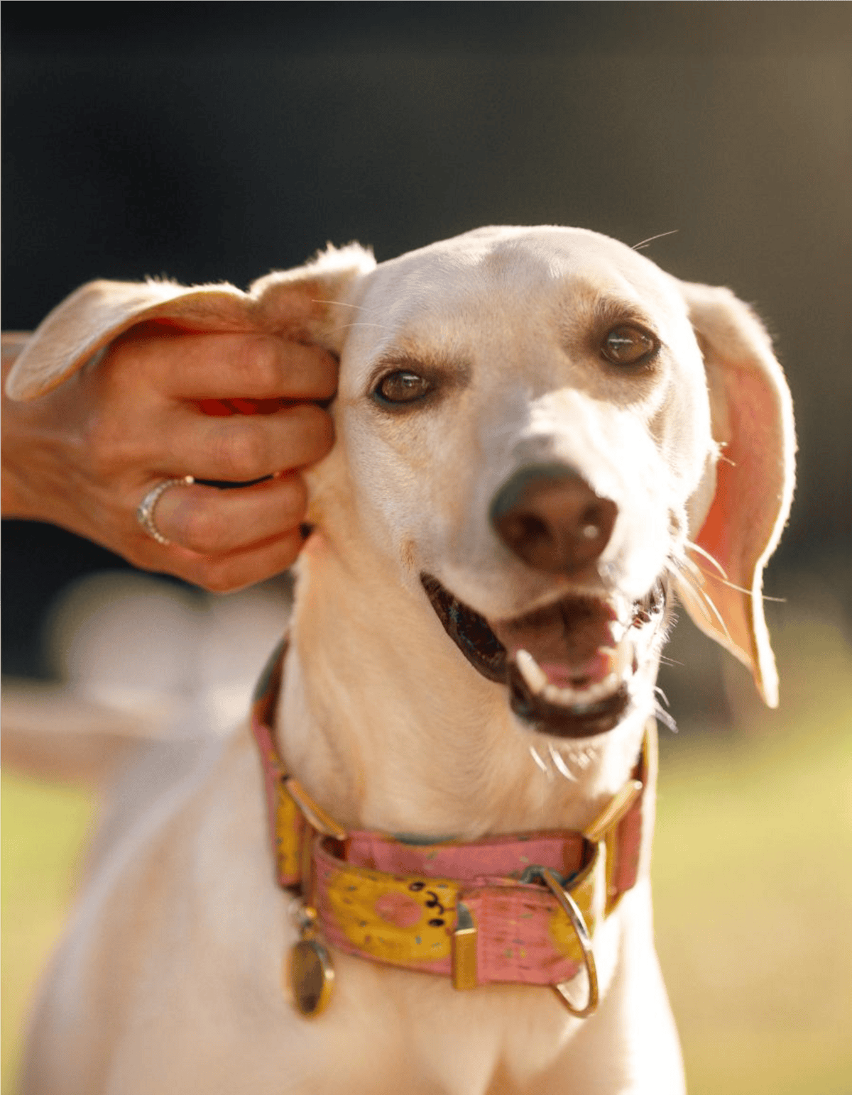 Dog grooming and vet care for happy, healthy dogs.