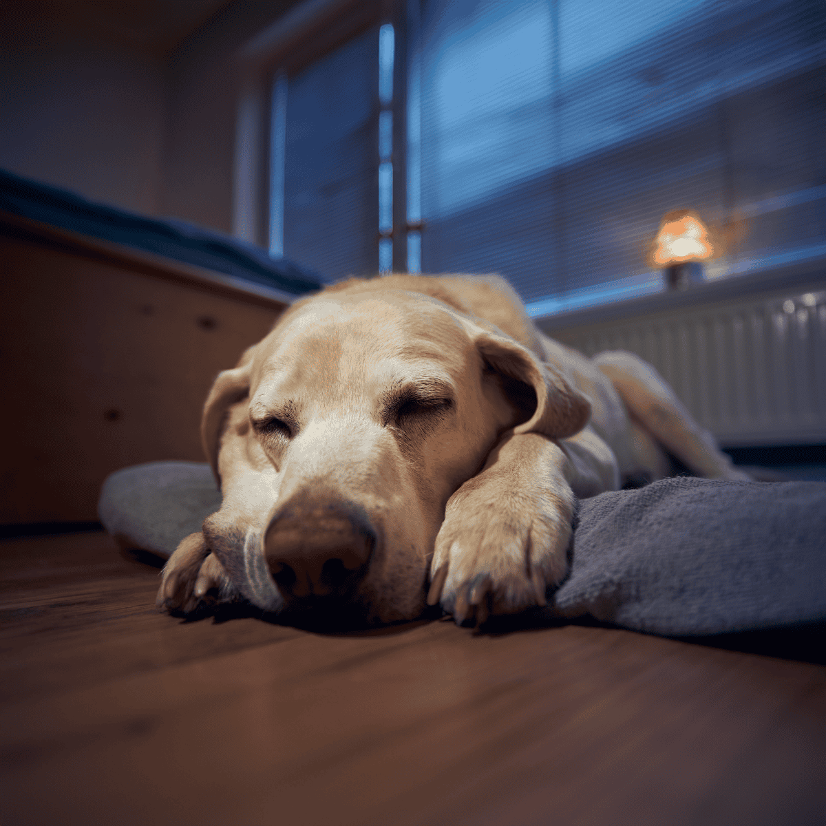 Dog resting peacefully on a bed indoors with window blinds in the background.
