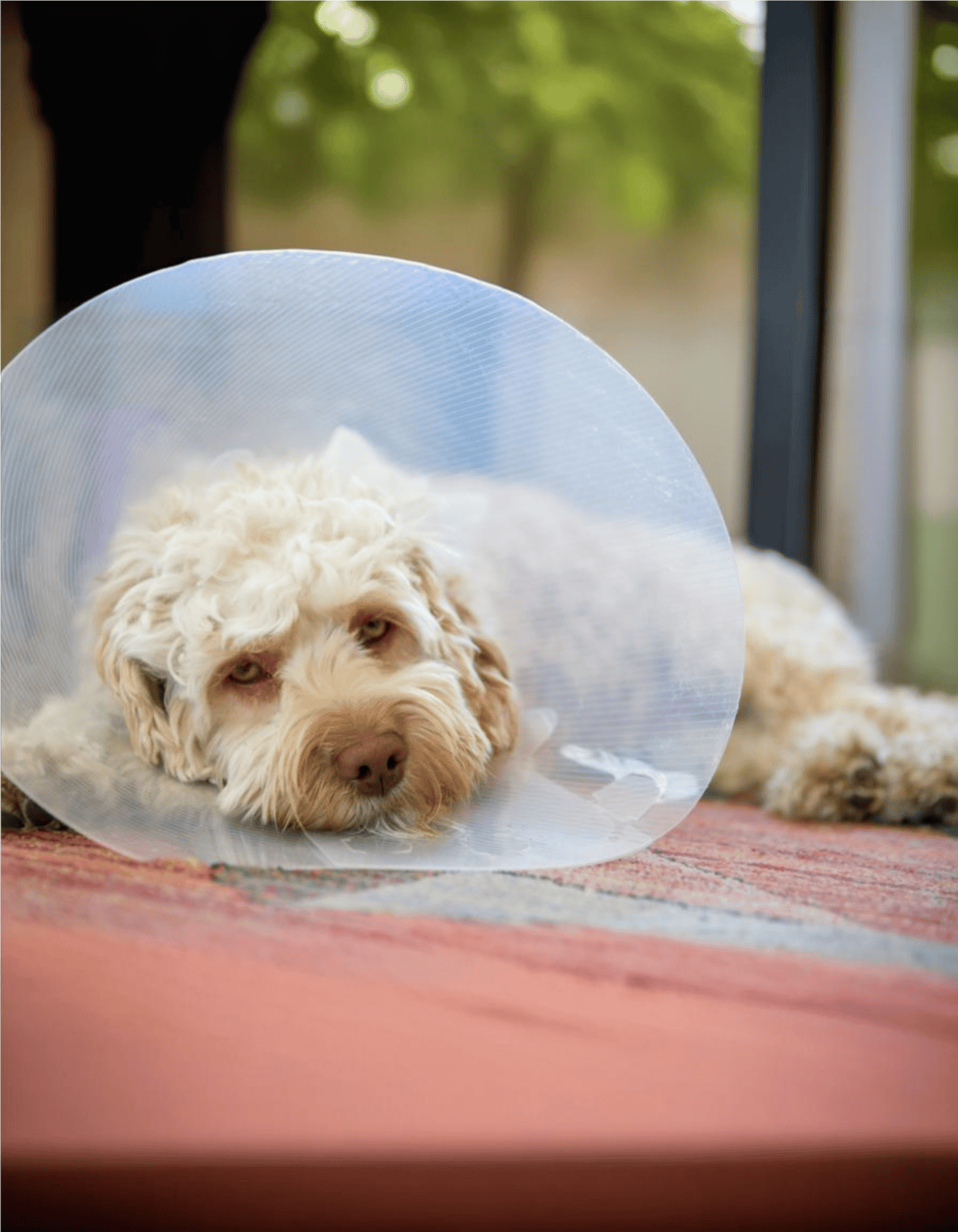 Dog with medical cone resting indoors.