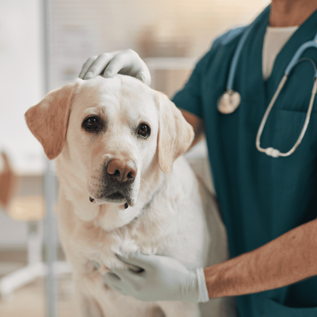 Veterinary checkup for Labrador Retriever dog.