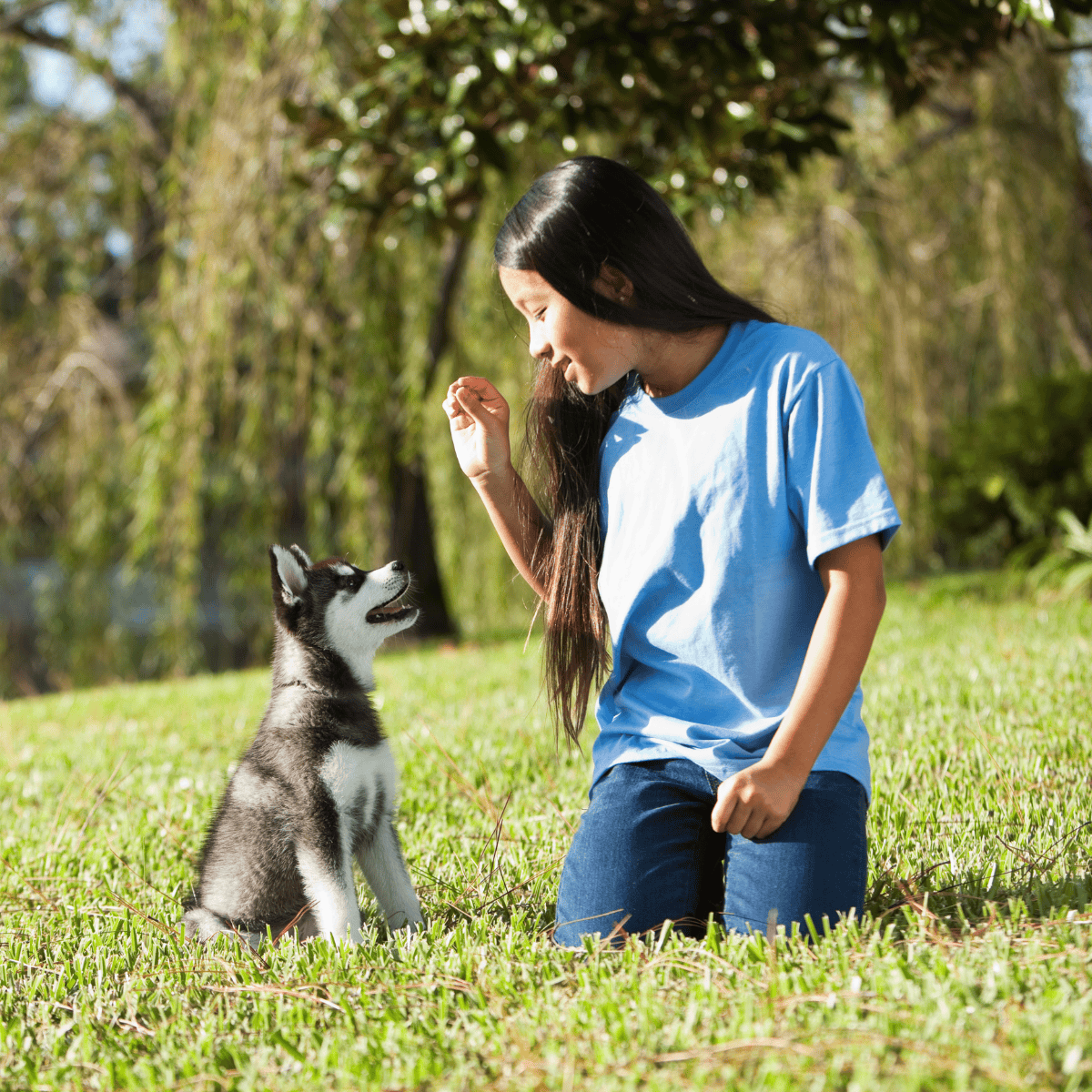 Happy young woman training her Siberian Husky puppy in the park.