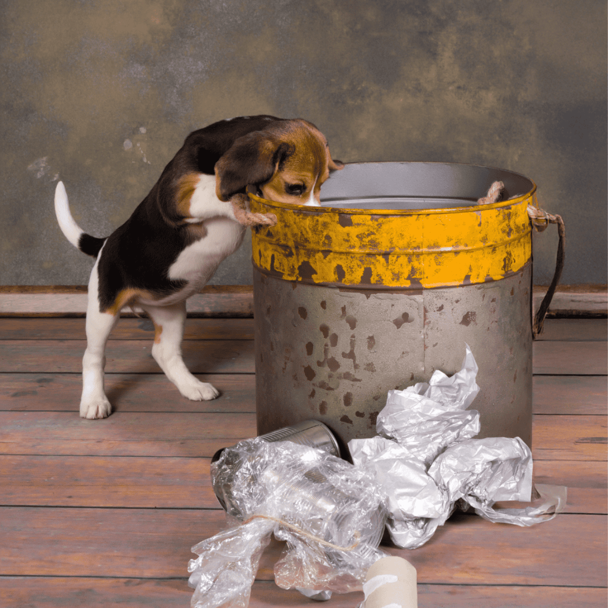 Cute puppy sniffs a trash can in a rustic setting.